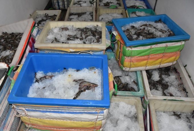 Tôm bơm tạp chất.